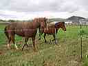 april_3--_hurricane_valley__utah_031